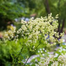 Image result for Thalictrum