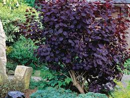 It grows in zones 7 to 9, where it is appreciated for its winter hardiness. The Best Shrubs For Your Yard