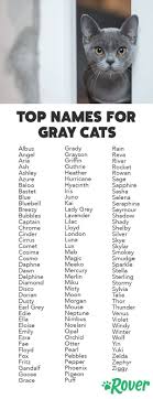115 Best Gray Cat Names In 2019 For Your Silver Blue Or Lilac Kitty Names Three 2020 Kediler Ve Yavrulari Sevimli Kediler Kedi