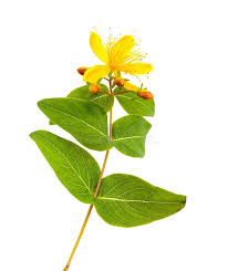 Image result for Hypericum quartinianum