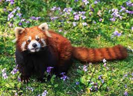 Fascinating Red Panda Facts Panda Facts Panda Habitat Red Panda