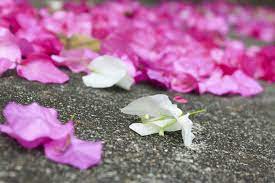 Pin On Gardening