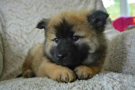 Other positions may cause them to choke. Dog Pup Eurasier Puppy Dog Nova Keep Your Dog Warm Pb Pet Symptoms