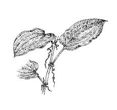 Image result for Smilacaceae