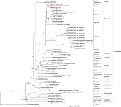 Image result for Lagenaria abyssinica