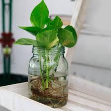 Money trees can be propagated, which means you produce new plants by using a small cutting of your current plant. How To Care For A Money Plant Growing Indoors In Water Quora