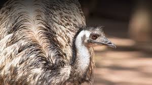 Tall and majestic, the emu belongs to a group of flightless running birds known as ratites, the most primitive of the modern bird families. Emu San Diego Zoo Animals Plants
