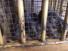 Disney Jungle Cruise Tarantula prop cage (2)