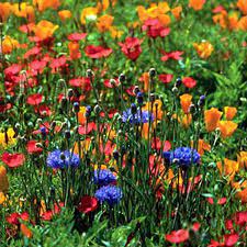 Maybe you would like to learn more about one of these? North American Blend Wildflower Seed Urban Farmer