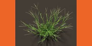 Image result for Digitaria brazzae