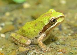 Image result for Craspedorhachis