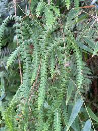 Image result for Odontosoria africana