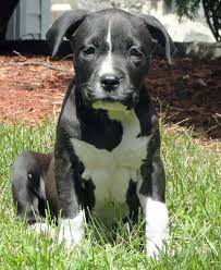 Pin On Puppy Love