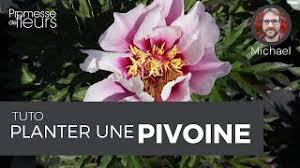Planter Des Pivoines