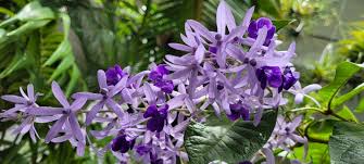Image result for Petrea volubilis
