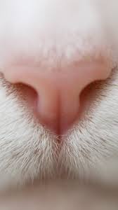 Pin On Mobile Iphone Cat Wallpapers