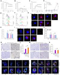 Image result for Hypoxis sp. A (as per FZ 12-3)