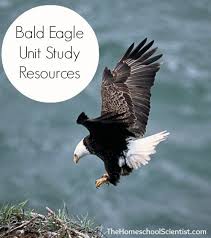Birds Of Prey Digital Release Date Eagle Unit Study Ideas Bird Unit Study Bald Eagle Study Unit