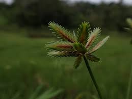 Image result for Cyperus pectinatus