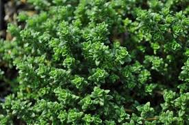 Check spelling or type a new query. Pin By Millcreek Gardens On Herbs Herbs Purple Flowers Lavender Fragrance