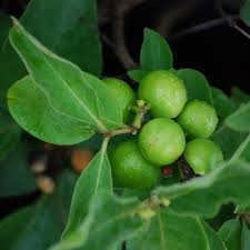 Image result for Vangueria