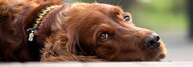 Along with surgery, a combination of. Hypothyroidism In Dogs Symptoms Diagnosis Treatment Hill S Pet