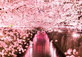 Awesome cherry blossoms cherry blossoms float, hirosaki castle, aomori, japan cherry blossoms, meguro river, tokyo, japan. 2021 2022 All Top 13 Best Cherry Blossom Spots Guide And Viewing Date In Tokyo Japan Cherry Blossom Guide Japanese Cherry Blossom Festival