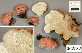 Image result for Merulius incarnatus