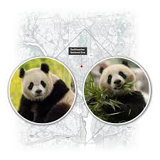 Image result for pandas