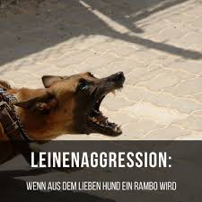 Leinenaggression Wenn Aus Dem Hund Ein Rambo Wird Hunde Gesunde Hunde Hunde Sprache
