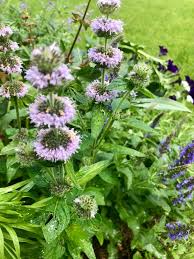 Image result for Neobolusia ciliata