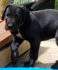 View posts in other states by clicking top of screen menu or zoom & double. Great Dane Puppies Hampton Mn Bmo Show