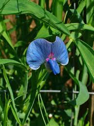 Image result for Lathyrus