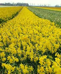 Narcissus Twinkling Yellow A Selection Out Of N Jonquilla Var Henriquesii It Has Up To Five 1 1 2 Vivid Yellow Fl Bulb Flowers Narcissus Flower Narcissus