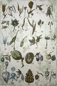 ✓ free for commercial use ✓ high quality images. Google Image Result For Http S3 Amazonaws Com Estock Fspid9 23 26 44 7 Vintag Botanical Drawings Antique Botanical Print Botanical Art