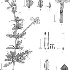Image result for Barleria sp. D (near holubii)