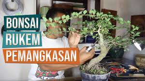 Berburu bonsai di alam liar. Bonsai Rukem Flacourtia Indica Pemangkasan Agustus 2017 By Belajar Bonsai