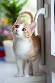 This innovative system doesn't need to alter your existing sliding door frame. In Glass Pet Doors Sliding Glass Door Pet Doors Florida Sliding Glass Door Repair Llc