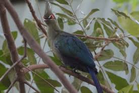 One additional species is hypothetical as defined below. Personalised Namibia Birding Nature Travel Birding