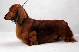 Westminster S Best Of Breed Westminster Dog Show Dog Breeds Little Dachshund Puppies For Sale
