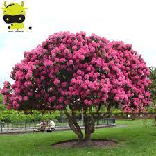 Giant Pink Sakura Cherry Blossom Tree Seed 5 Seeds Pack Very Beautiful Oriental Cherry Tree Perennial Shrub Plant Perennial Shrubs Planting Shrubs Tree Seeds