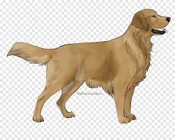 Bernese mountain dog and golden retriever. Boxer German Shepherd Golden Retriever Bernese Mountain Dog Amazon Com Golden Retriever Game Mammal Png Pngegg