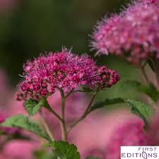 Image result for Spiraea bumalda
