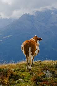 Beitrage Uber Tiere Auf Bilere S Blog Cute Cows Animals Wild Country Cow