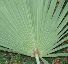 Image result for Serenoa repens