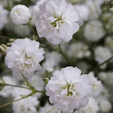 We did not find results for: Baby S Breath Fresh Gypsophila Flowers Globalrose