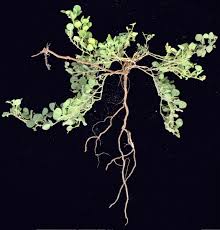 Image result for Rhynchosia tricuspidata