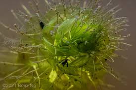 Image result for Aldrovanda vesiculosa