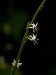Image result for Chlorophytum sparsiflorum