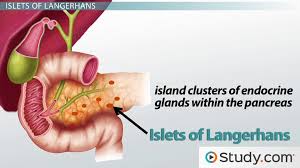 Insulin and glucagon are hormones that work to regulate the level of sugar (glucose) in the body to keep it within a healthy range. Pancreas Functions Anatomy Insulin Production Video Lesson Transcript Study Com